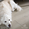 Raintree - Waterproof Hardwood Flooring -  Laguna Vibes Collection - Egret