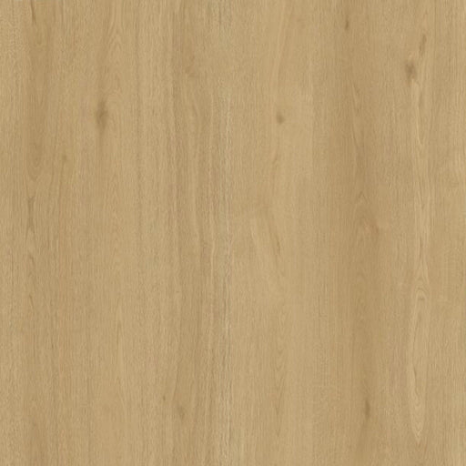 Toucan - TF 6611-F - Las Cruces