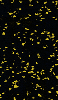 Harbinger - Rubber Series - Sport Floor Roll - 20% Yellow