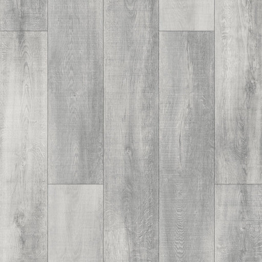 CLIVIA - SPC Series -  Sunshine Coast